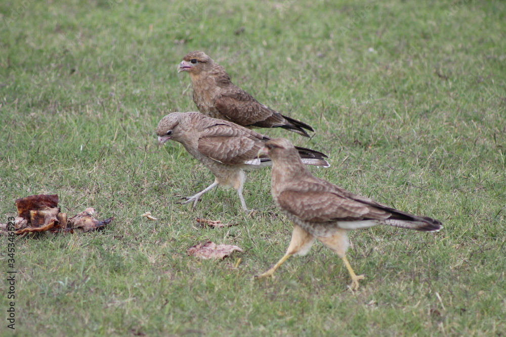 chimangos comiendo