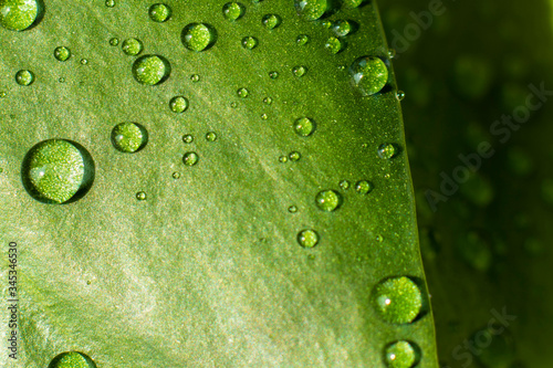 Texture of water drops on a green leaf. Top view macro photo