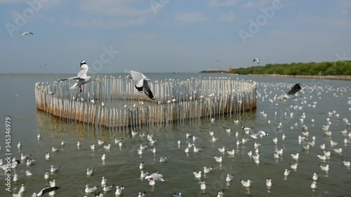 seagulls are flying above sky and sea.  photo