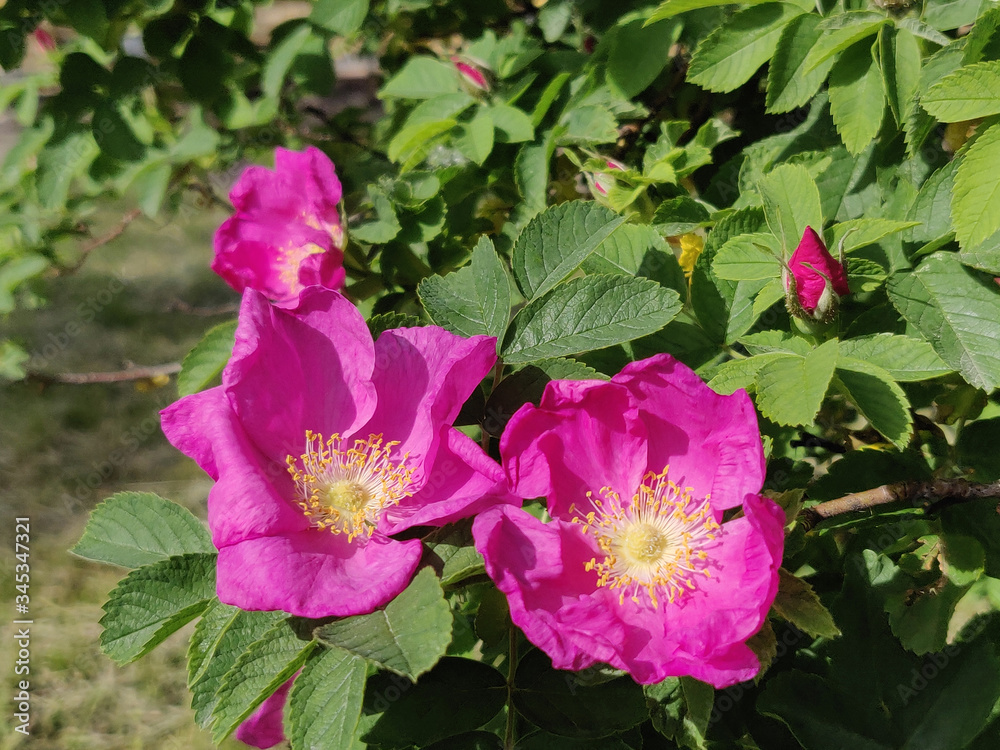 Naklejka premium Rose hip bush strewn with pink flowers