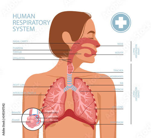 Human respiratory system