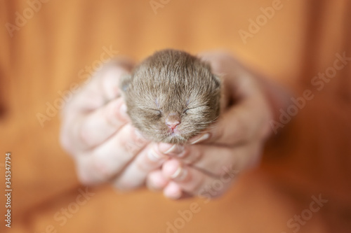 Britisch Kurzhaar Kitten in cinnamon