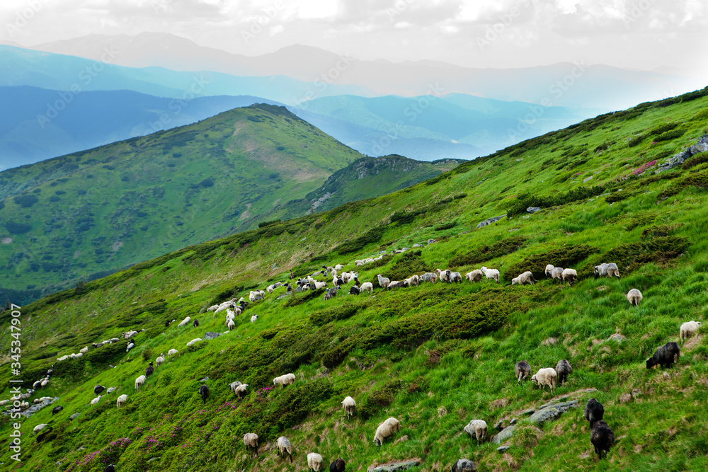 Sheep in the Carpathian Mountains. Sheep in the Carpathian Mountains.