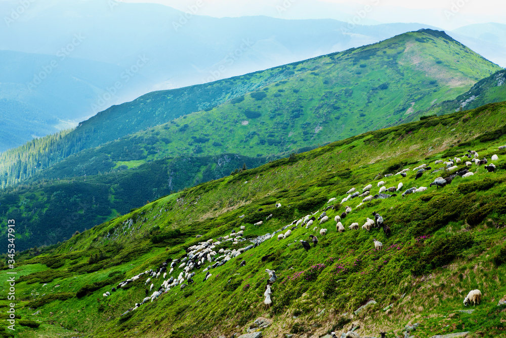 Sheep in the Carpathian Mountains.