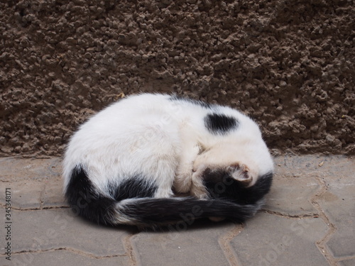 A cat relaxing in the town, Medina, Place de Jama el Fna, Marrakech, Morocco