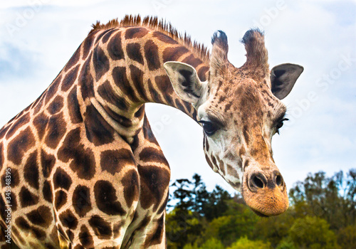 Photography giraffe in the wild