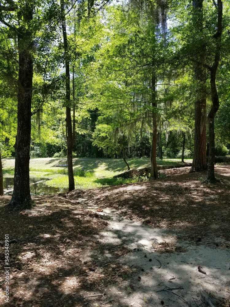 path in the woods