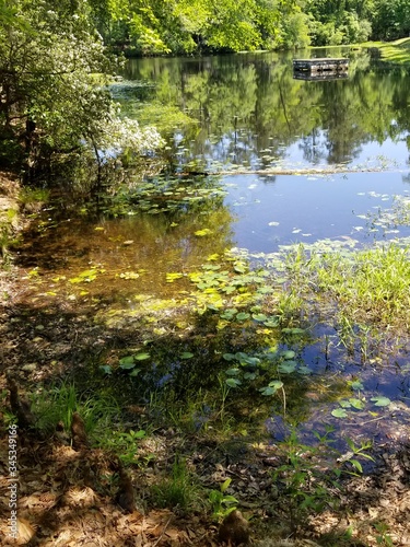 reflection in the water