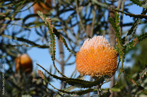 White and orange inflorescence of the Acorn Banksia, Banksia prionotes, family Proteaceae. Native to Western Australia.  Individual flowers open bottom to top resulting in acorn-like appearance photo