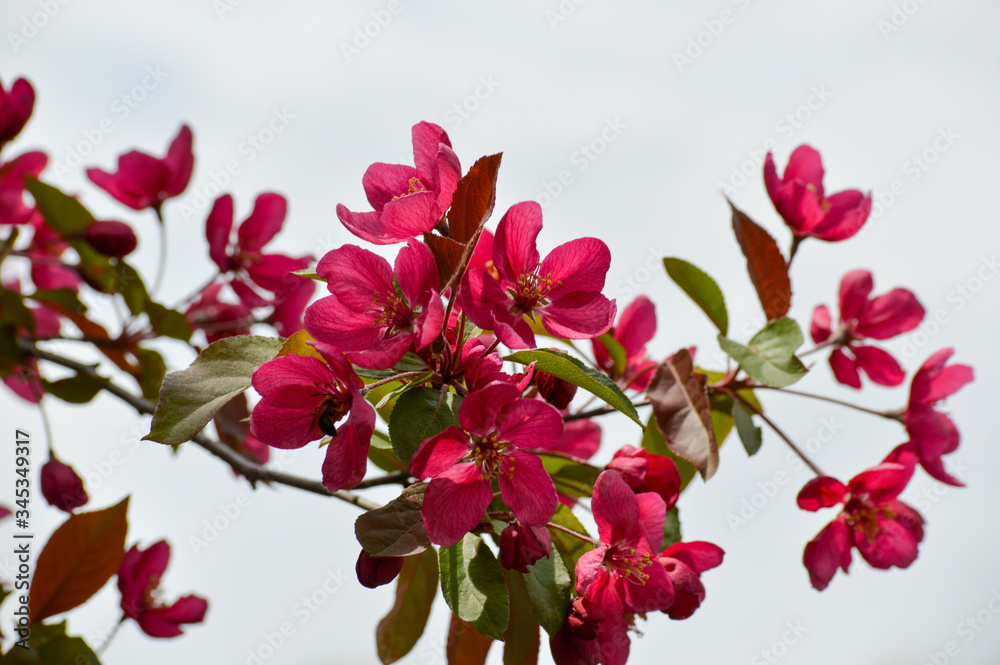 pink flowers on a branch pink flowers on a branch