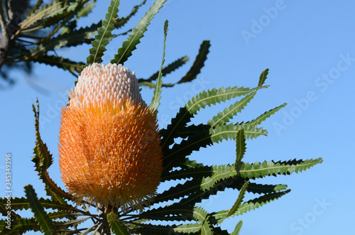 White and orange inflorescence of the Acorn Banksia, Banksia prionotes, family Proteaceae. Native to Western Australia.  Individual flowers open bottom to top resulting in acorn-like appearance photo