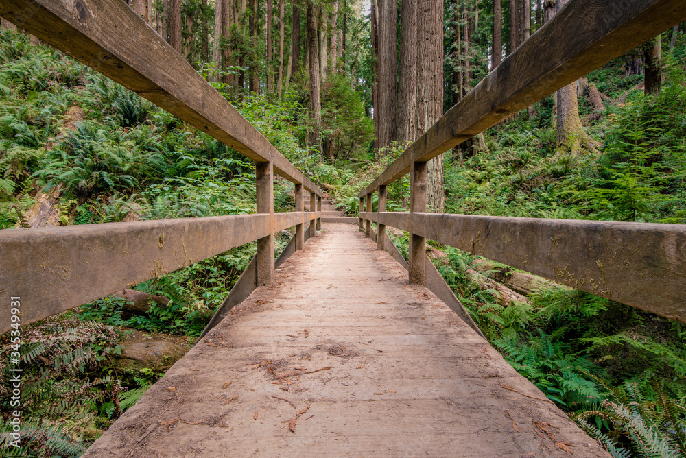 A wooden bridge leads down a path through the ancient Redwood forest