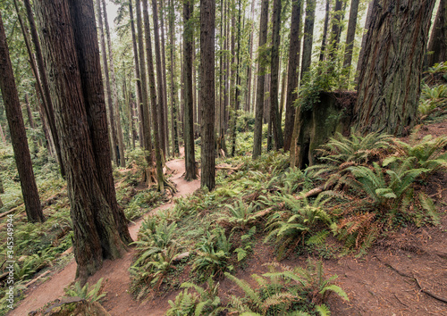 A trail through the ancient Redwoods in Arcata Community Forest photo