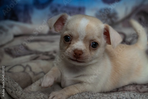 chihuahua puppy on white