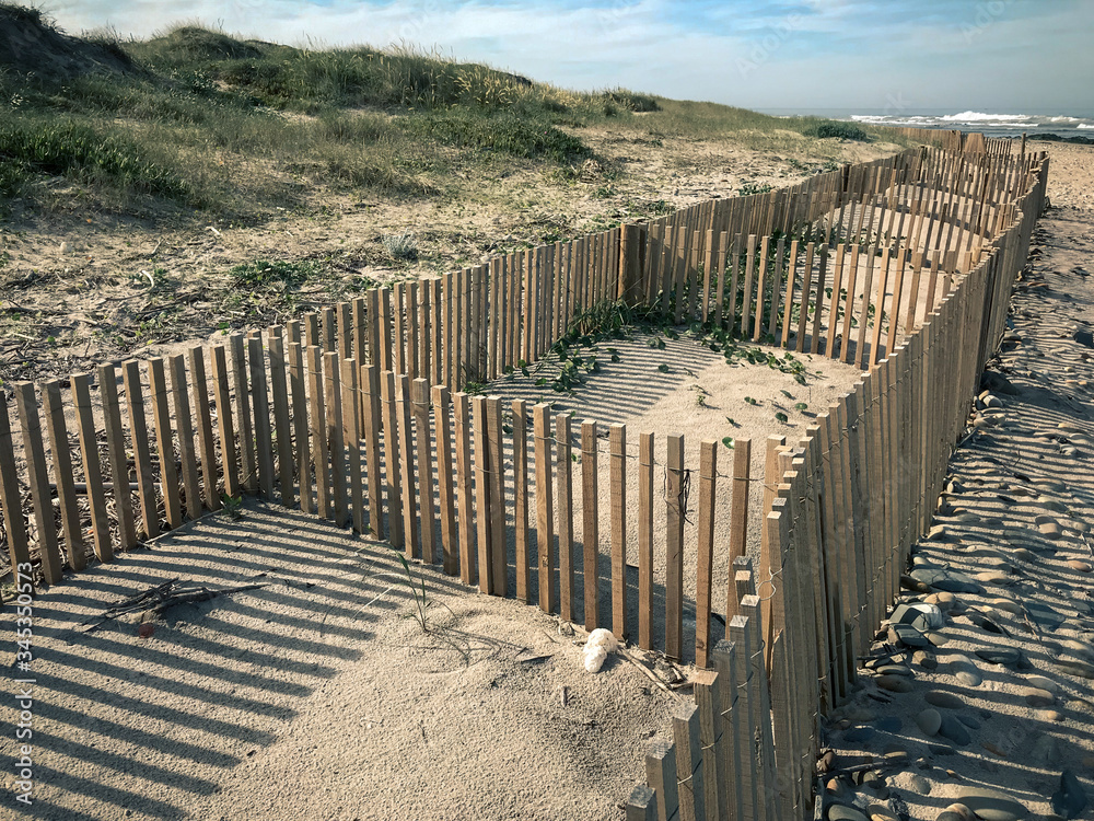 View of dune fencing to control wind erosion and encourage dune stability at the North Coast Natural Park. The Protected Landscape of Esposende Coast, Portugal.
