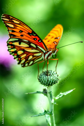 A Texas Butterfly © Gabriel