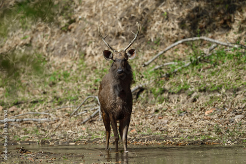 Sambar is a large deer native to the Indian subcontinent, South China, and Southeast Asia that is listed as a vulnerable species on the IUCN 
