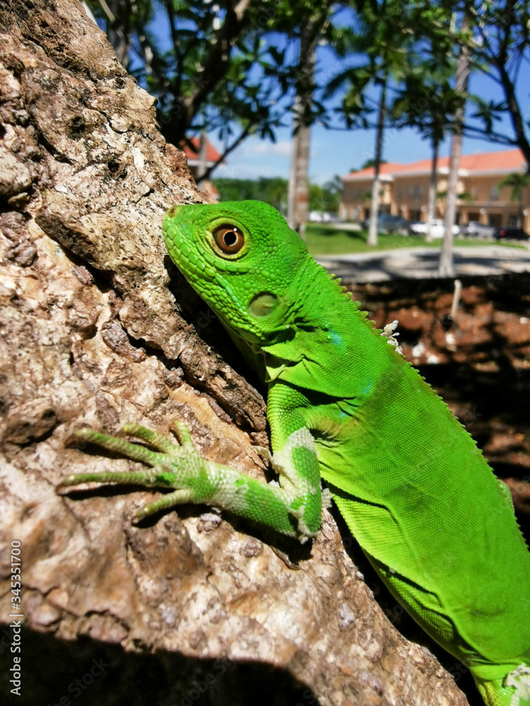 Fototapeta premium green iguana on a tree