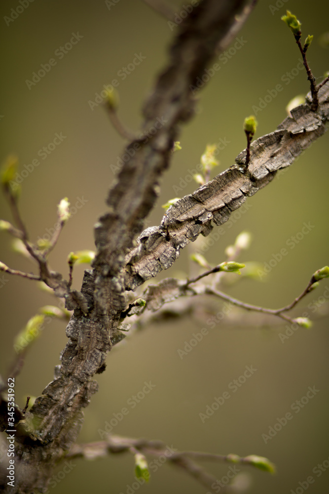 Spring trees, flowers, plants after rain Spring trees, flowers, plants after rain
