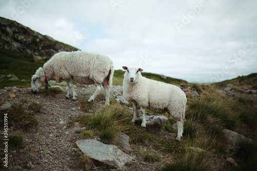 two sheep in the mountains of norway