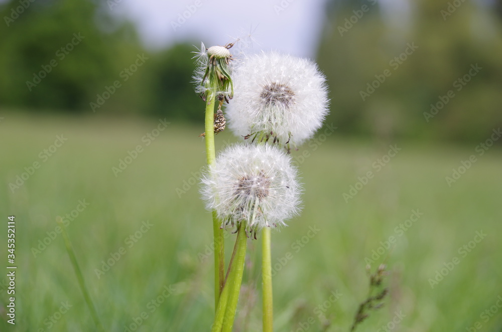 Naklejka premium Pusteblume