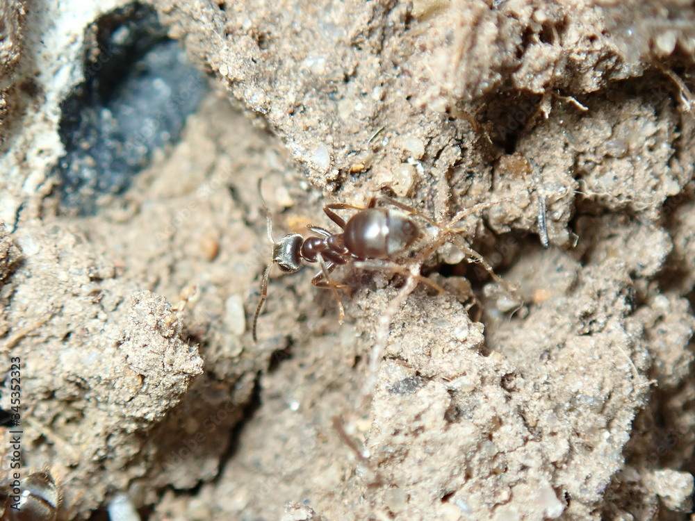 ant on the ground