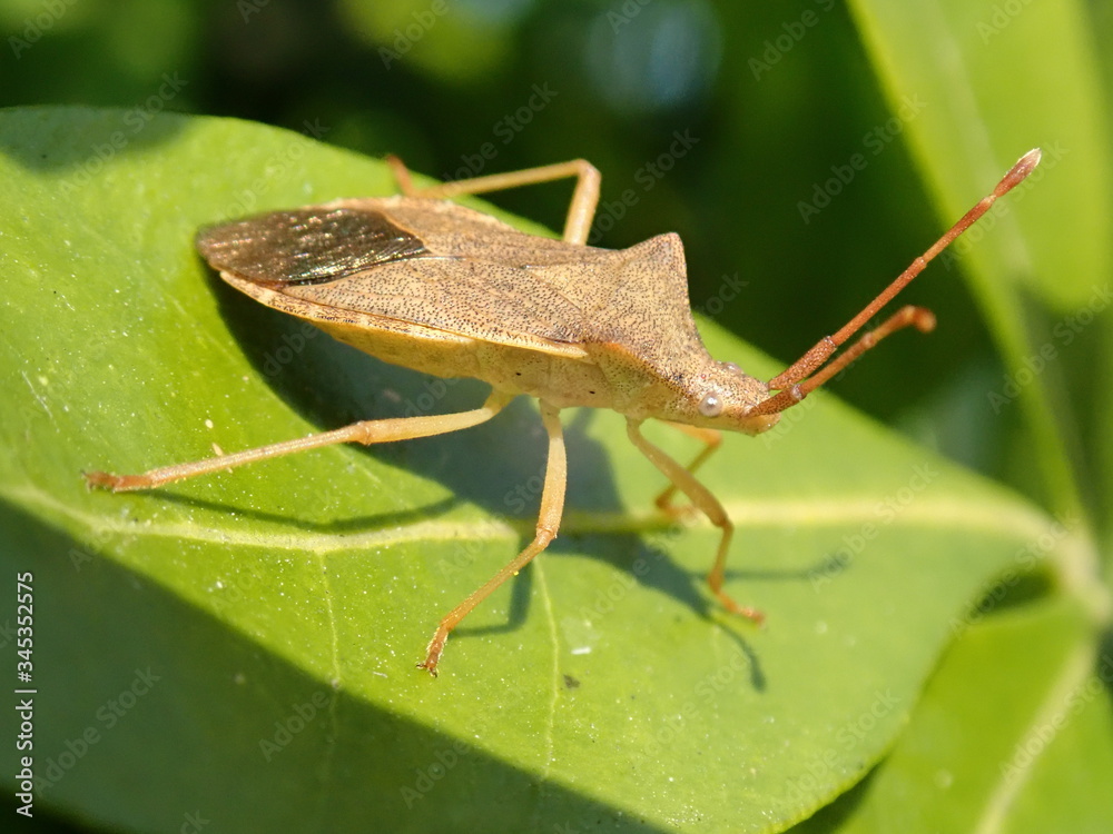 grasshopper on a leaf
