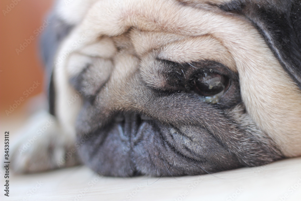 joyful face of a pug dog joyful face of a pug dog