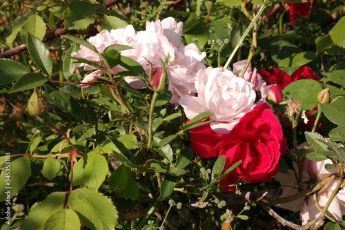 róże kwiaty czerwone białe zieleń natura ogród