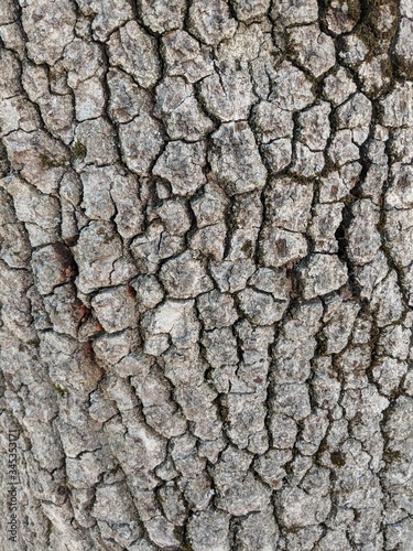 Tree Bark Closeup