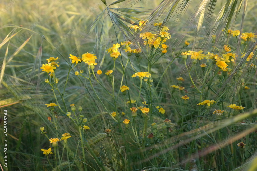 kwiat łąka żółte nature widok makro