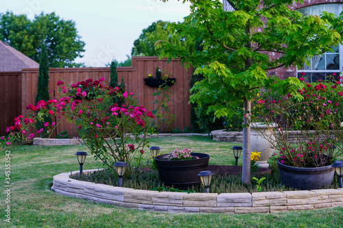 Landscaping ideas with stone border, rose bush blooming, maple tree photo