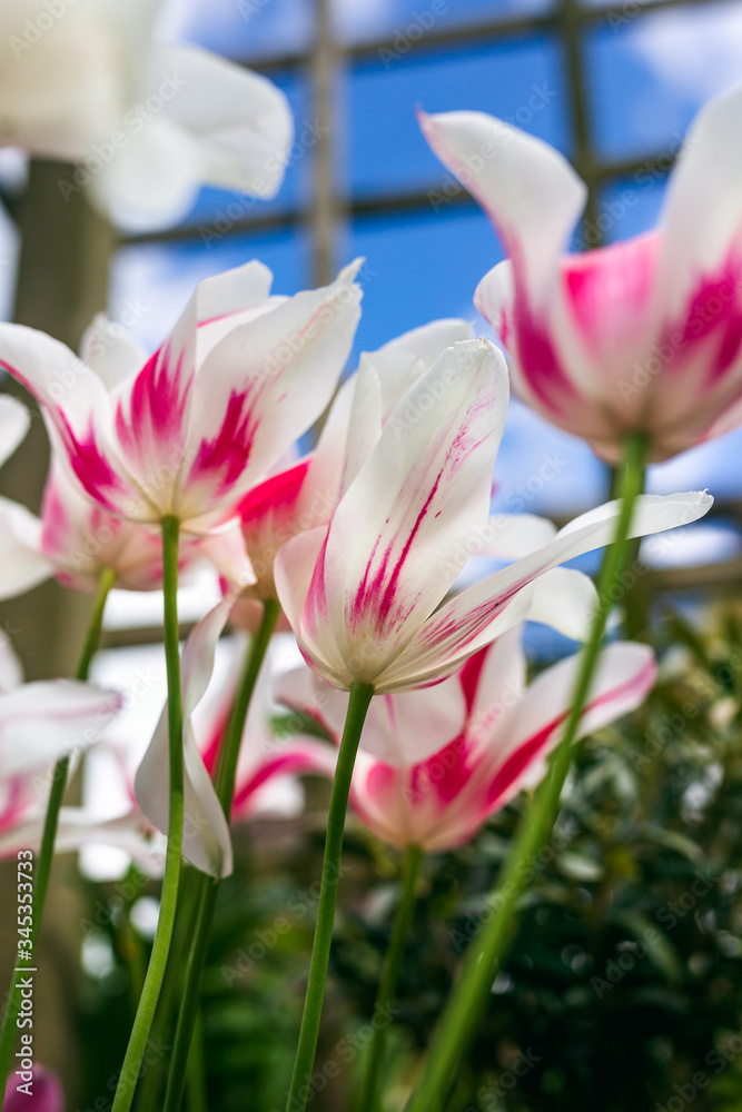 white and pink tulip flowers against blue sky in spring garden white and pink tulip flowers against blue sky in spring garden