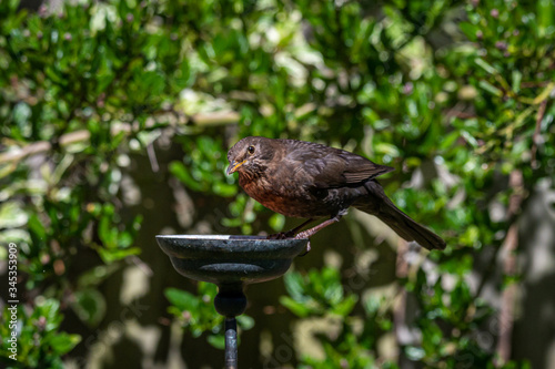 Female blackbird, Turdus merula, looking at the camera and perched on suet garden bird feeder