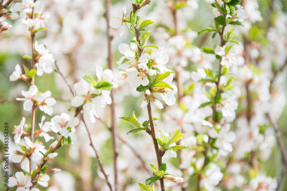 blossoming cherry tree in spring blossoming cherry tree in spring