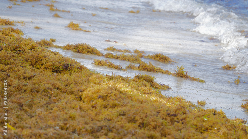 Sargassum seaweed invades the beach