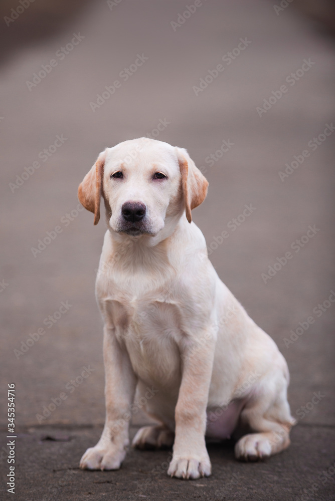 Dog photo, dog, retriever, Labrodor, Labrodor retriever, Golden Retriever, dog, Labrador puppy Dog photo, dog, retriever, Labrodor, Labrodor retriever, Golden Retriever, dog, Labrador puppy