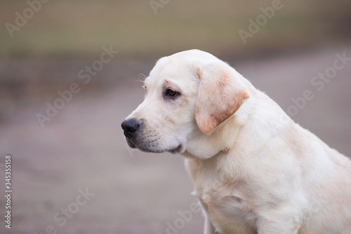 Dog photo, dog, retriever, Labrodor, Labrodor retriever, Golden Retriever, dog, Labrador puppy