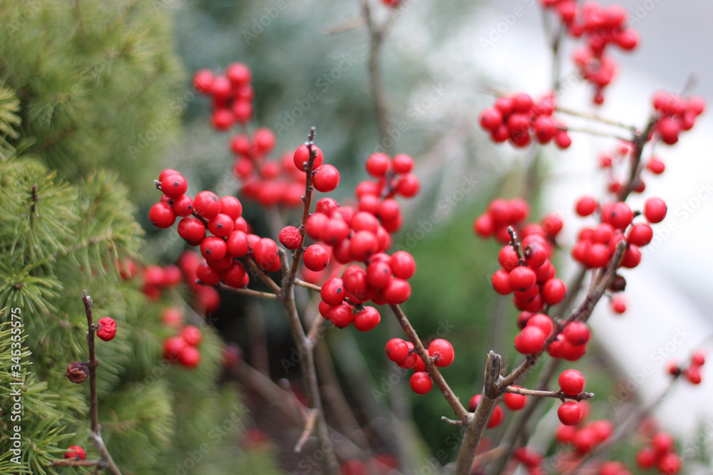 red berries in the garden red berries in the garden