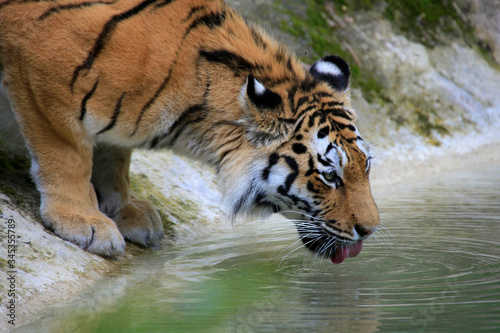 Königstiger (Panthera tigris tigris) auch Bengal Tiger oder Indischer Tiger, trinkt Wasser