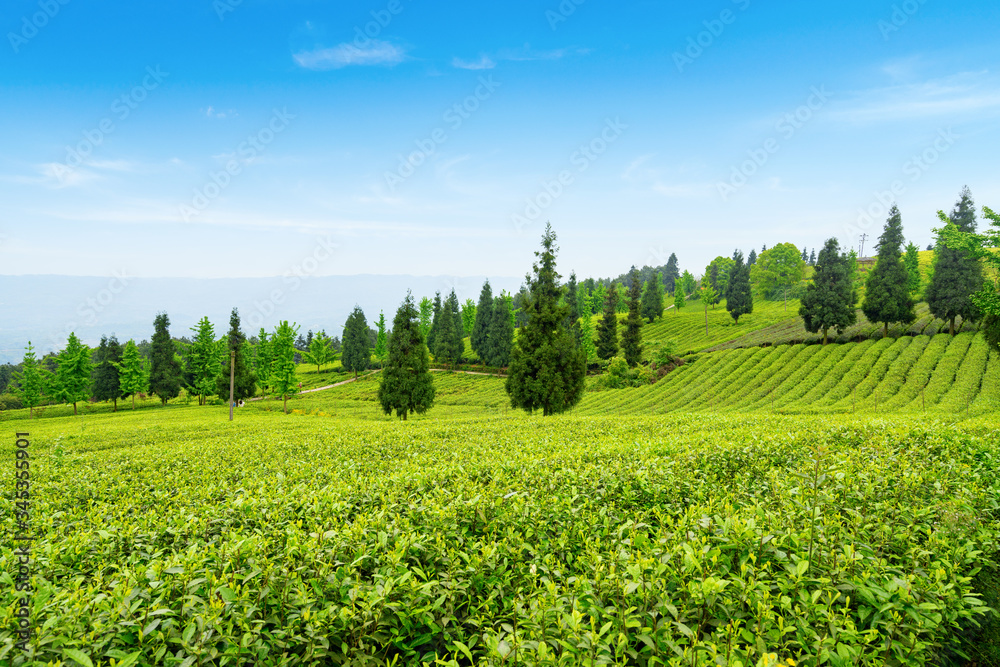 Tea plantation on the top of the mountain Tea plantation on the top of the mountain