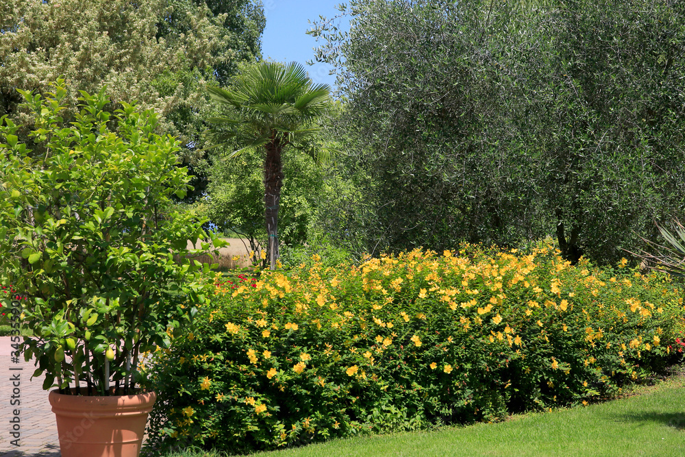 Bäume und Blühpflanzen in mediteranem Garten