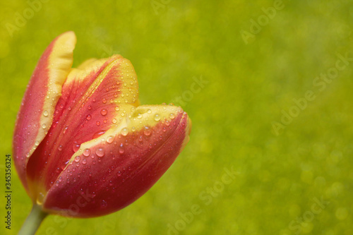 Red and yellow tulip against green background.