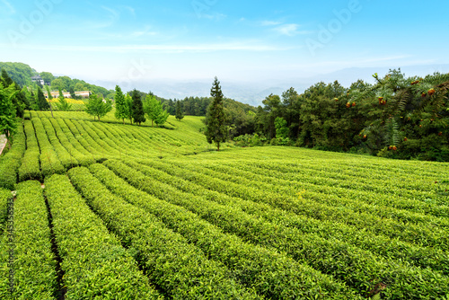 Tea plantation on the top of the mountain
