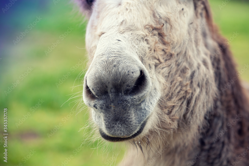 Portrait of a donkey outdoors. Burro nose