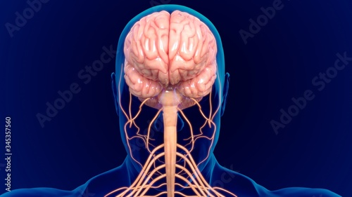 3D Illustration Human Brain Anatomy With nervous System