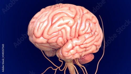 Fotografie 3D Illustration Human Brain Anatomy With nervous System