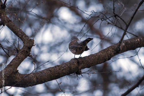 bird on tree