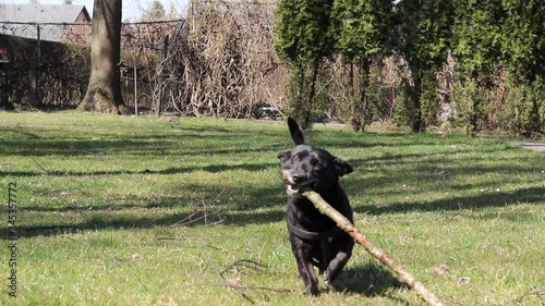 Fetch. Owner throw a wooden stick and black devil runs for it and now he brings the branch back to the man. Black dog enjoy this fun entertainment. Sport afternoon. Relationship owner, pet