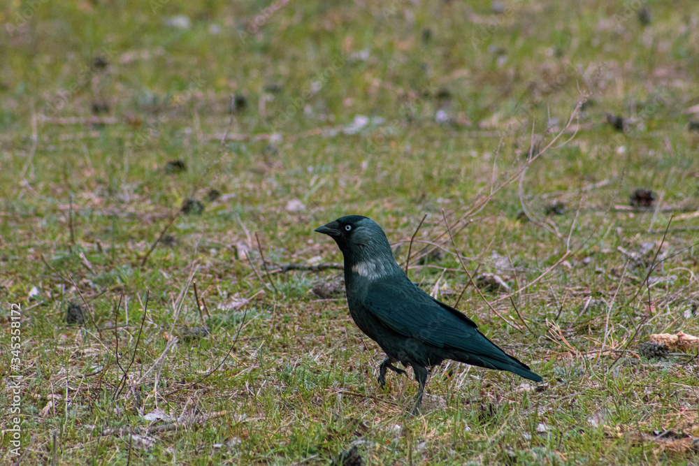 Obraz premium bird on the grass